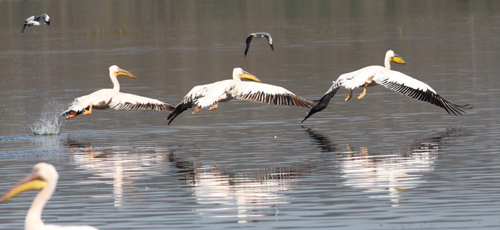 4-pelicans-nakuru.jpg